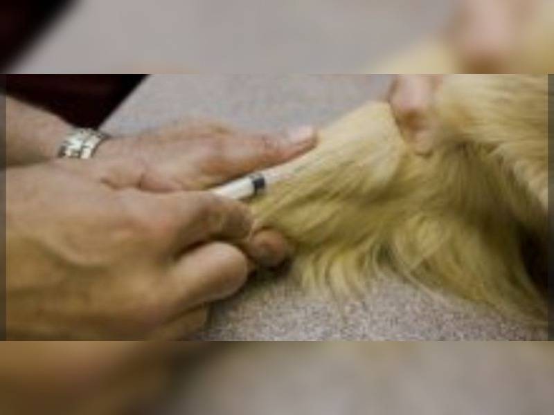 Κακοποίηση ζώων και ακτιβισμός - Η αδέσμευτη φωνή των τετράποδων