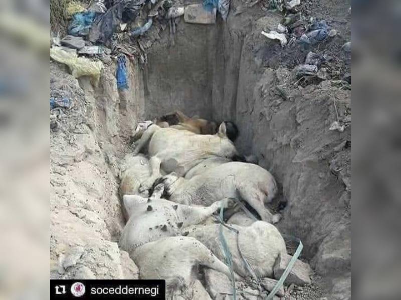 Κακοποίηση ζώων και ακτιβισμός - Η αδέσμευτη φωνή των τετράποδων