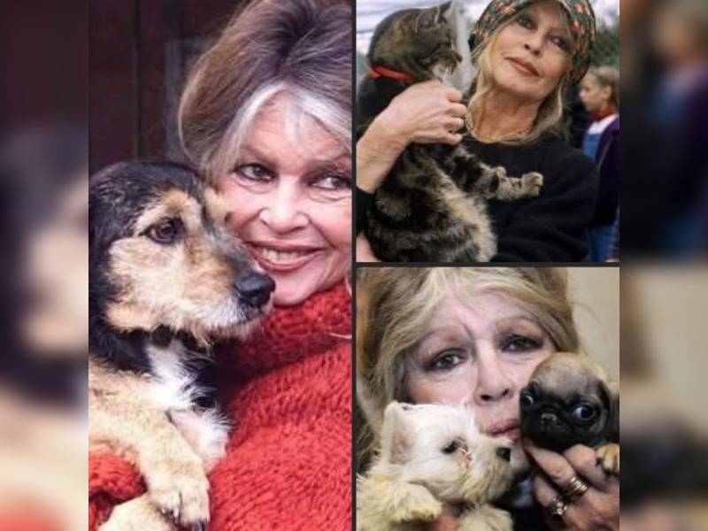 Κακοποίηση ζώων και ακτιβισμός - Η αδέσμευτη φωνή των τετράποδων