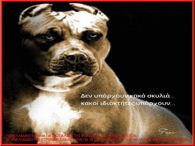 Κακοποίηση ζώων και ακτιβισμός - Η αδέσμευτη φωνή των τετράποδων