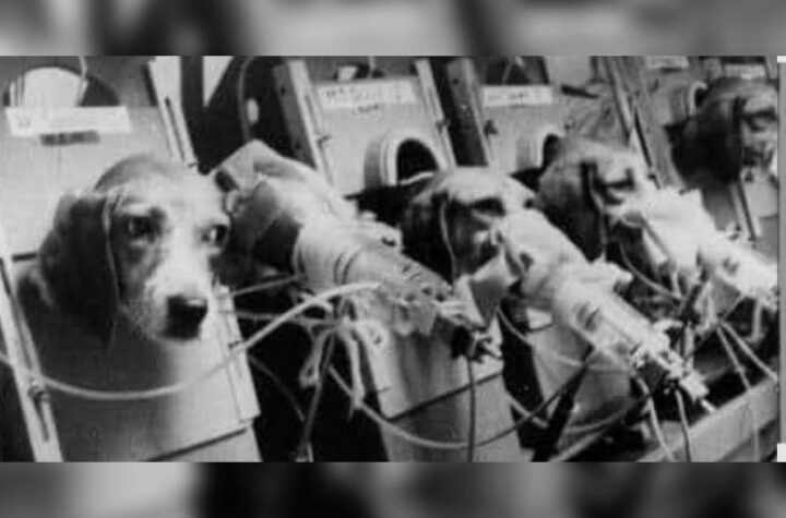 Κακοποίηση ζώων και ακτιβισμός - Η αδέσμευτη φωνή των τετράποδων