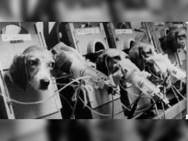 Κακοποίηση ζώων και ακτιβισμός - Η αδέσμευτη φωνή των τετράποδων