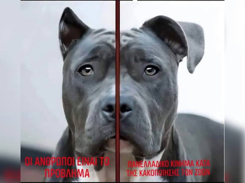 Κακοποίηση ζώων και ακτιβισμός - Η αδέσμευτη φωνή των τετράποδων