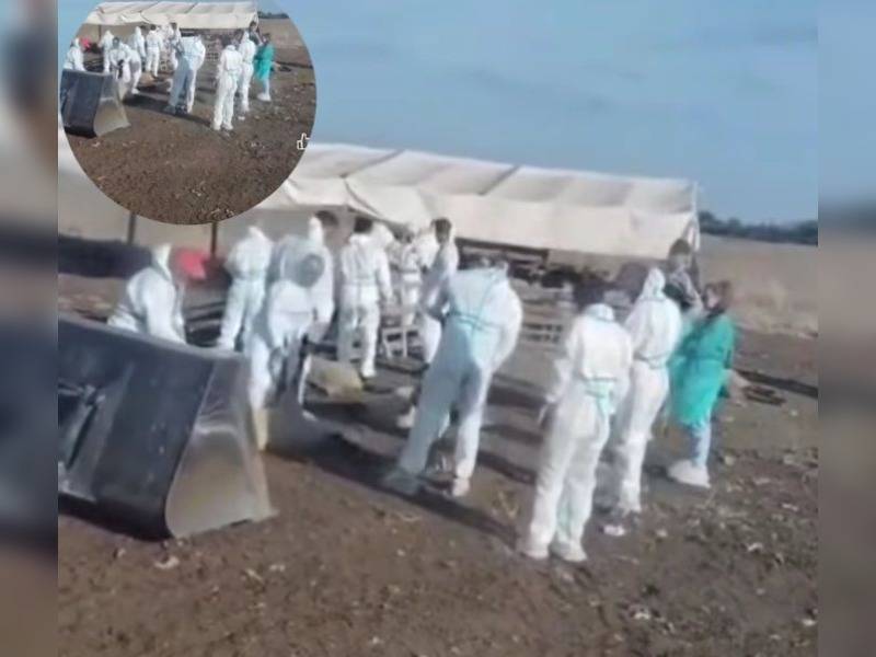 Κακοποίηση ζώων και ακτιβισμός - Η αδέσμευτη φωνή των τετράποδων