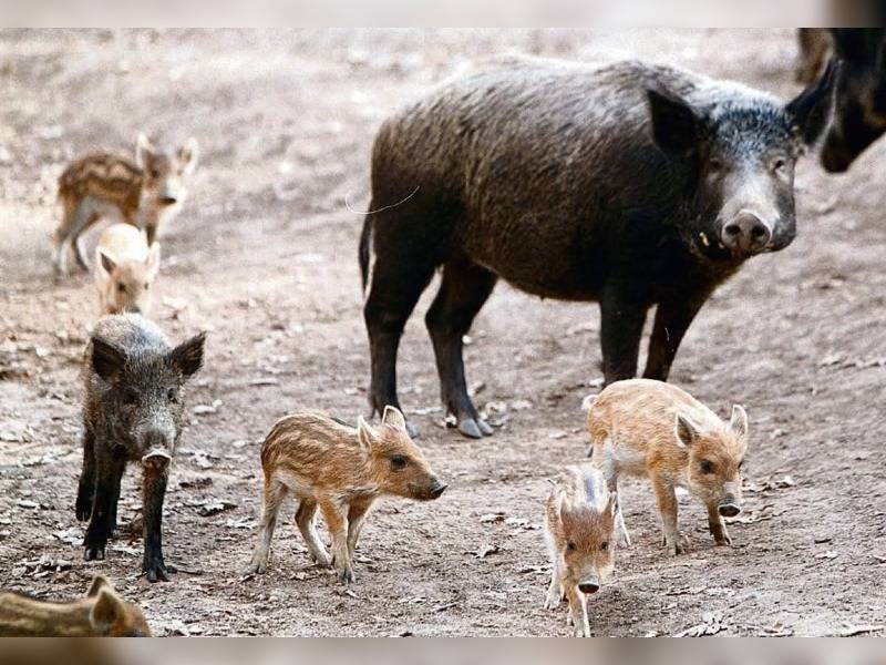 Κακοποίηση ζώων και ακτιβισμός - Η αδέσμευτη φωνή των τετράποδων
