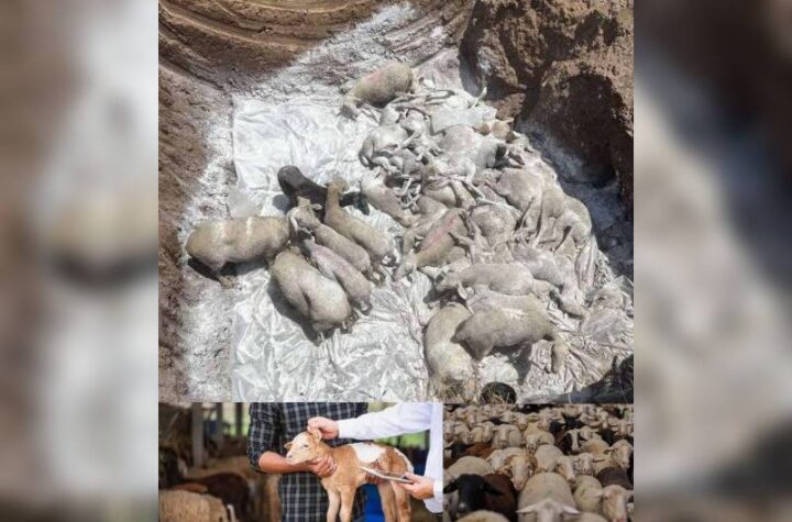 Κακοποίηση ζώων και ακτιβισμός - Η αδέσμευτη φωνή των τετράποδων