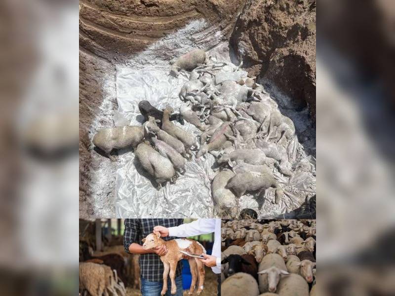 Κακοποίηση ζώων και ακτιβισμός - Η αδέσμευτη φωνή των τετράποδων