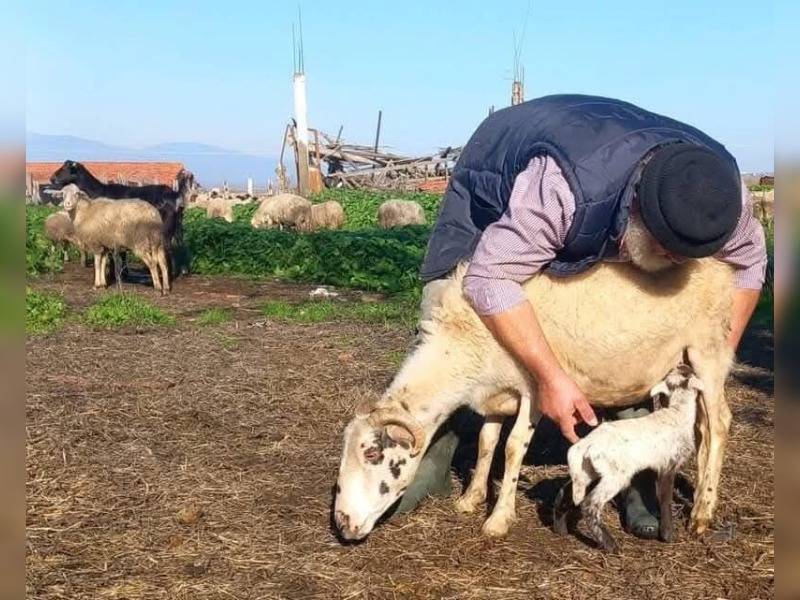 Κακοποίηση ζώων και ακτιβισμός - Η αδέσμευτη φωνή των τετράποδων