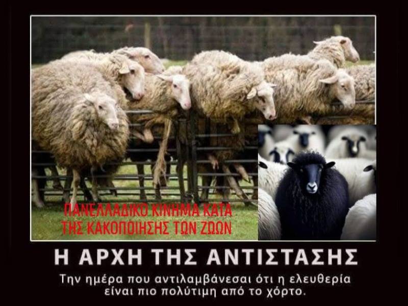 Κακοποίηση ζώων και ακτιβισμός - Η αδέσμευτη φωνή των τετράποδων