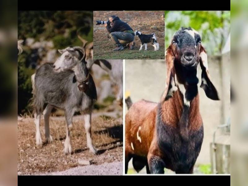 Κακοποίηση ζώων και ακτιβισμός - Η αδέσμευτη φωνή των τετράποδων