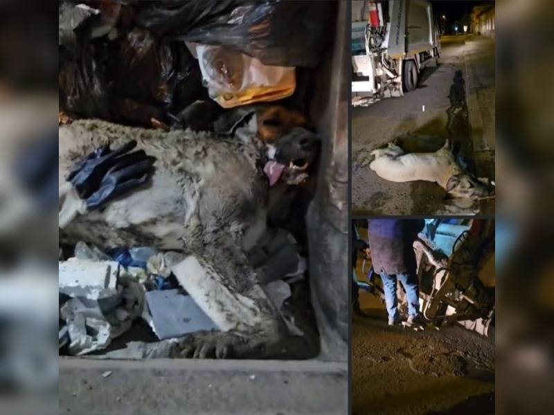 Κακοποίηση ζώων και ακτιβισμός - Η αδέσμευτη φωνή των τετράποδων