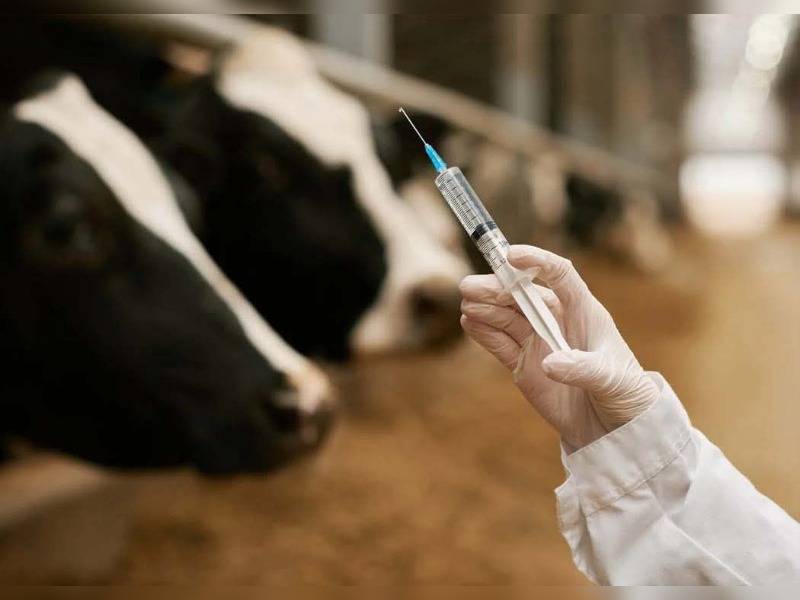 Κακοποίηση ζώων και ακτιβισμός - Η αδέσμευτη φωνή των τετράποδων