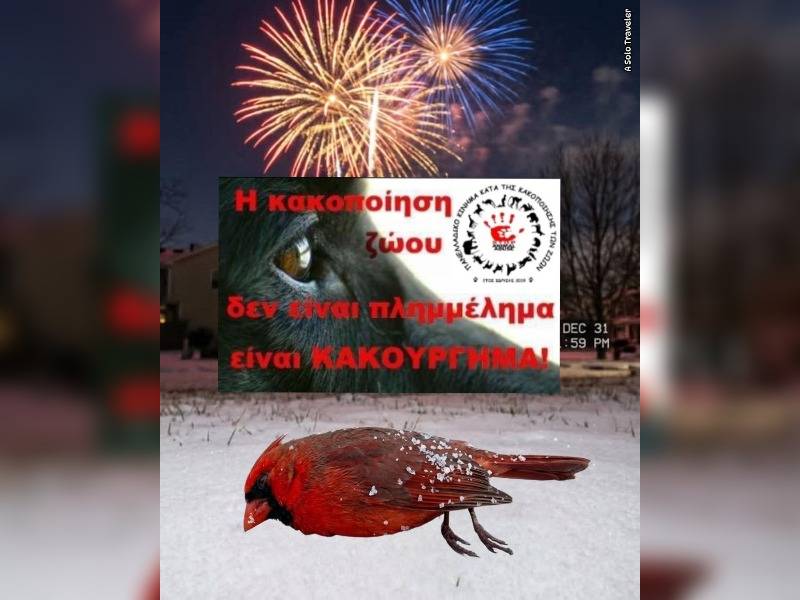 Κακοποίηση ζώων και ακτιβισμός - Η αδέσμευτη φωνή των τετράποδων