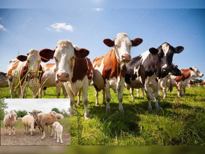 Κακοποίηση ζώων και ακτιβισμός - Η αδέσμευτη φωνή των τετράποδων