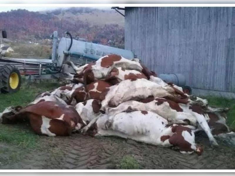 Κακοποίηση ζώων και ακτιβισμός - Η αδέσμευτη φωνή των τετράποδων