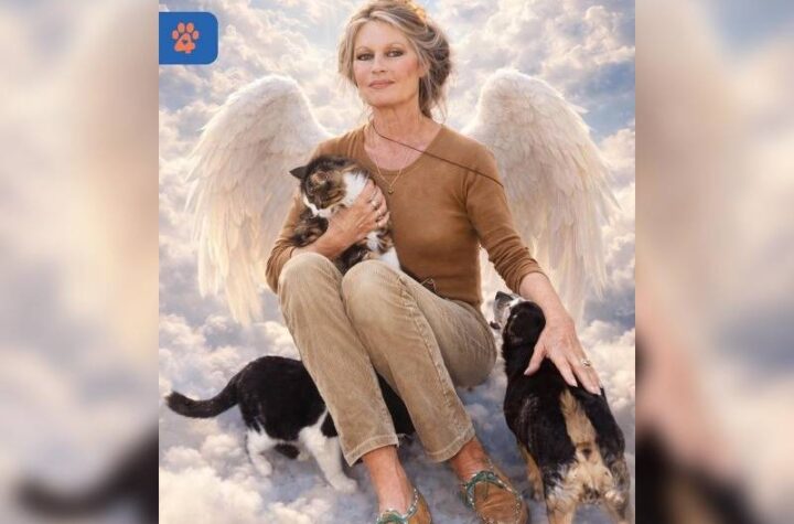 Κακοποίηση ζώων και ακτιβισμός - Η αδέσμευτη φωνή των τετράποδων