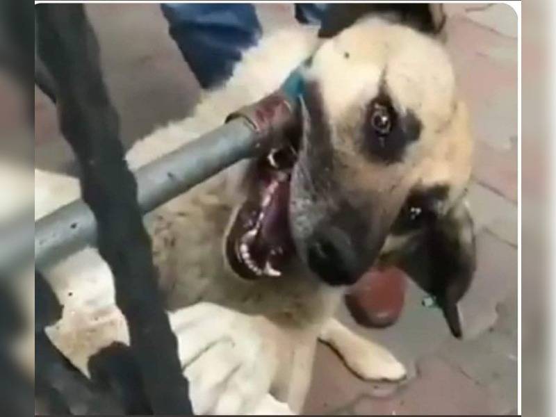 Κακοποίηση ζώων και ακτιβισμός - Η αδέσμευτη φωνή των τετράποδων