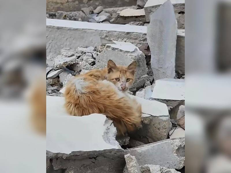 Κακοποίηση ζώων και ακτιβισμός - Η αδέσμευτη φωνή των τετράποδων
