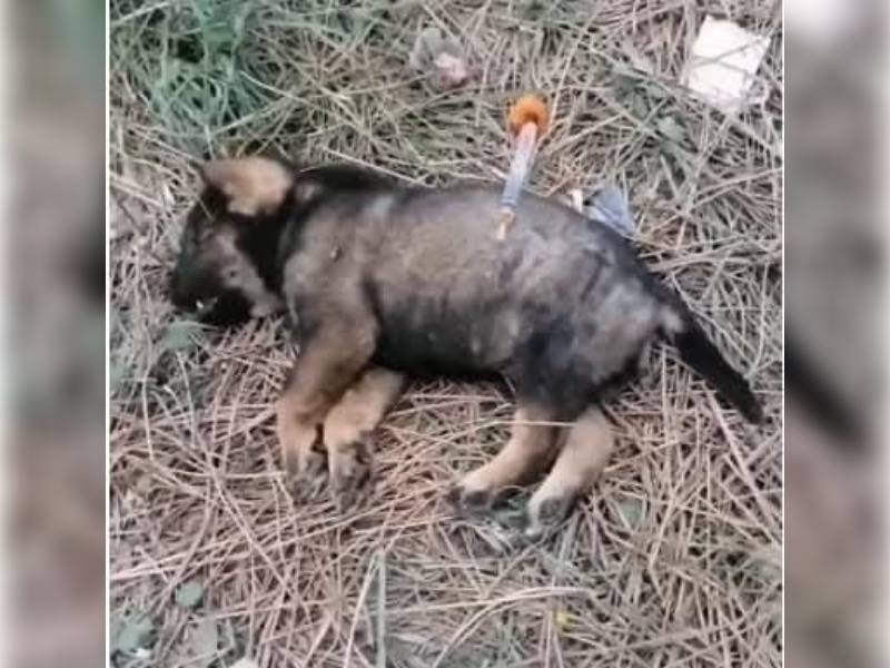 Κακοποίηση ζώων και ακτιβισμός - Η αδέσμευτη φωνή των τετράποδων