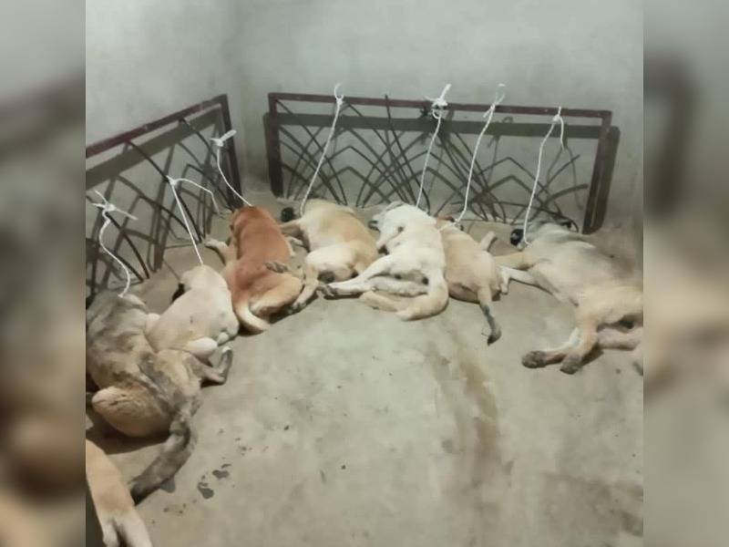 Κακοποίηση ζώων και ακτιβισμός - Η αδέσμευτη φωνή των τετράποδων