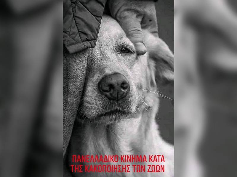 Κακοποίηση ζώων και ακτιβισμός - Η αδέσμευτη φωνή των τετράποδων