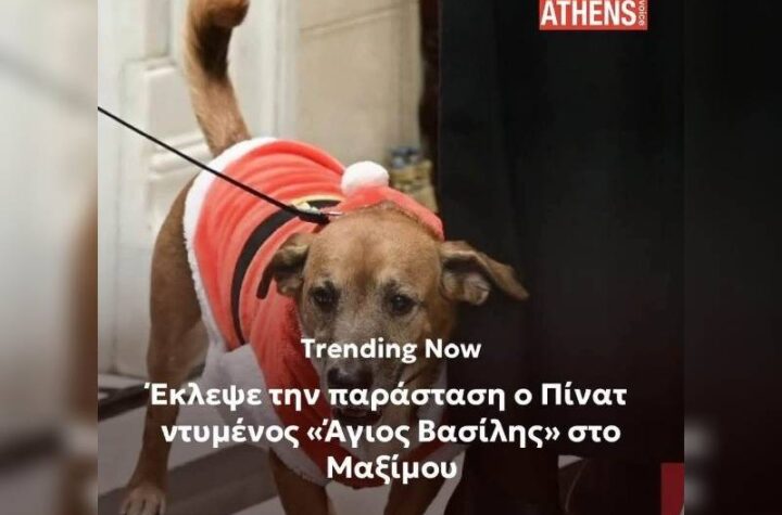 Κακοποίηση ζώων και ακτιβισμός - Η αδέσμευτη φωνή των τετράποδων