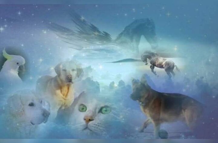 Κακοποίηση ζώων και ακτιβισμός - Η αδέσμευτη φωνή των τετράποδων