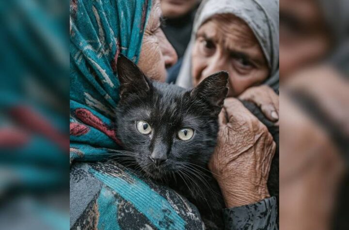 Κακοποίηση ζώων και ακτιβισμός - Η αδέσμευτη φωνή των τετράποδων