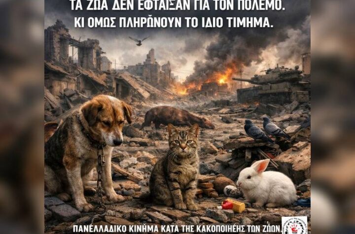 Κακοποίηση ζώων και ακτιβισμός - Η αδέσμευτη φωνή των τετράποδων