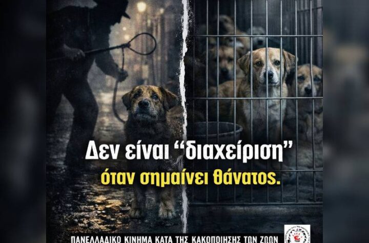 Κακοποίηση ζώων και ακτιβισμός - Η αδέσμευτη φωνή των τετράποδων