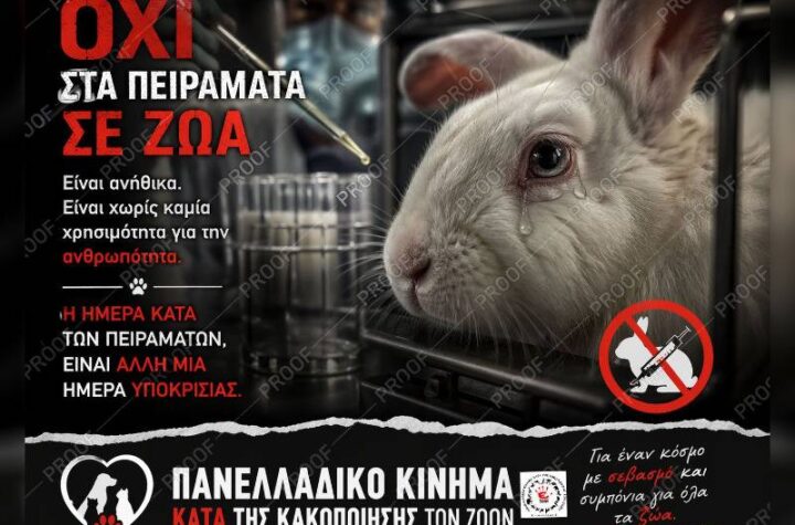 Κακοποίηση ζώων και ακτιβισμός - Η αδέσμευτη φωνή των τετράποδων