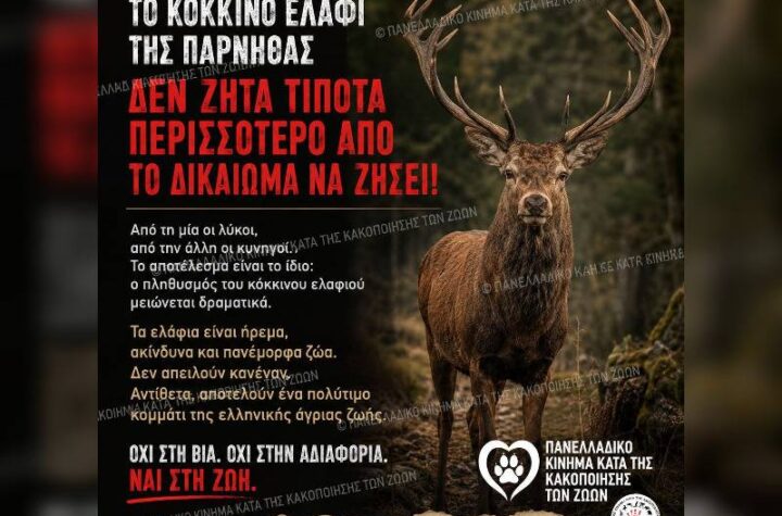 Κακοποίηση ζώων και ακτιβισμός - Η αδέσμευτη φωνή των τετράποδων