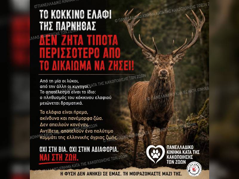 Κακοποίηση ζώων και ακτιβισμός - Η αδέσμευτη φωνή των τετράποδων