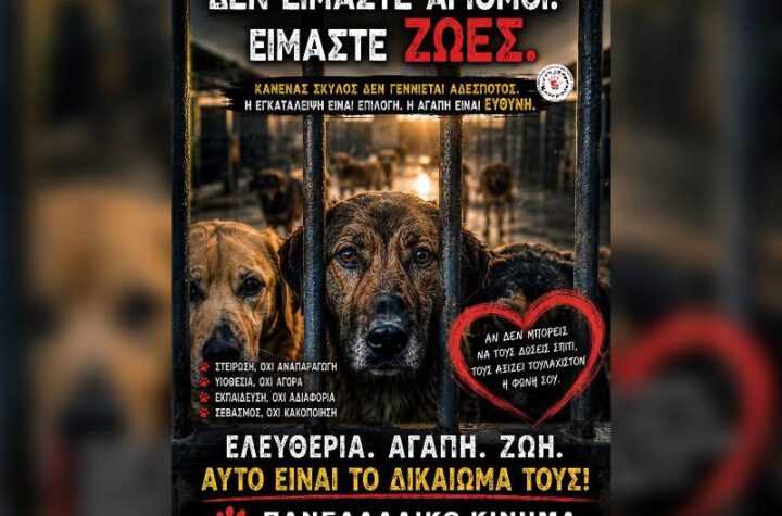 Κακοποίηση ζώων και ακτιβισμός - Η αδέσμευτη φωνή των τετράποδων