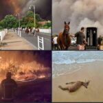 Κακοποίηση ζώων και ακτιβισμός - Η αδέσμευτη φωνή των τετράποδων