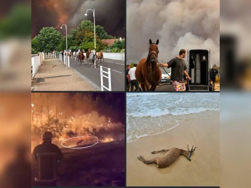 Κακοποίηση ζώων και ακτιβισμός - Η αδέσμευτη φωνή των τετράποδων