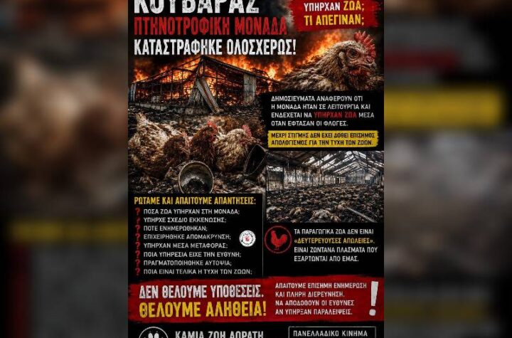 Κακοποίηση ζώων και ακτιβισμός - Η αδέσμευτη φωνή των τετράποδων