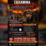 Κακοποίηση ζώων και ακτιβισμός - Η αδέσμευτη φωνή των τετράποδων