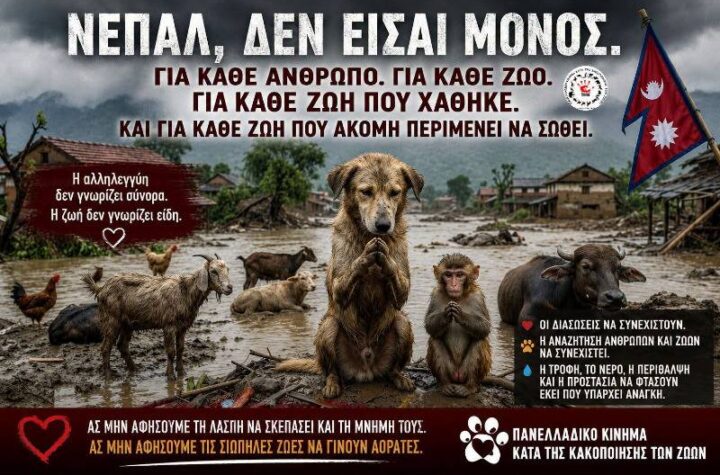 Κακοποίηση ζώων και ακτιβισμός - Η αδέσμευτη φωνή των τετράποδων