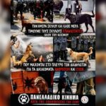 Κακοποίηση ζώων και ακτιβισμός - Η αδέσμευτη φωνή των τετράποδων