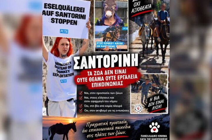 Κακοποίηση ζώων και ακτιβισμός - Η αδέσμευτη φωνή των τετράποδων