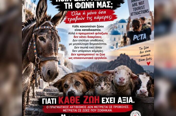 Κακοποίηση ζώων και ακτιβισμός - Η αδέσμευτη φωνή των τετράποδων