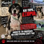 Κακοποίηση ζώων και ακτιβισμός - Η αδέσμευτη φωνή των τετράποδων