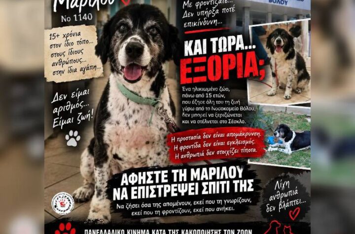 Κακοποίηση ζώων και ακτιβισμός - Η αδέσμευτη φωνή των τετράποδων