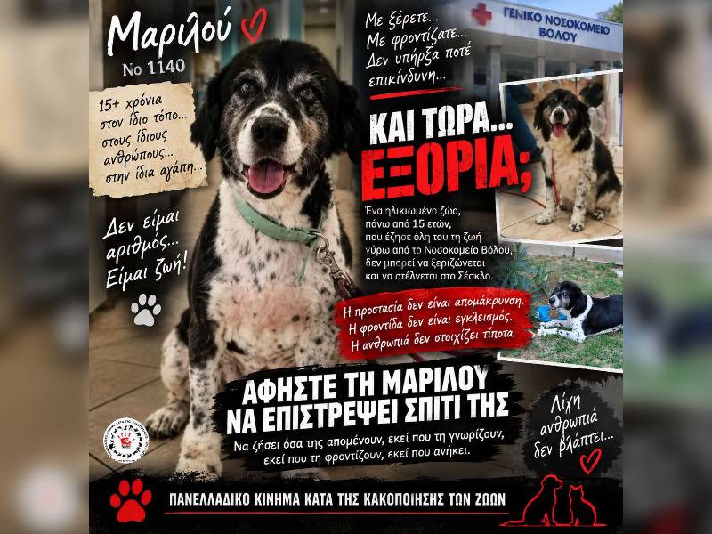 Κακοποίηση ζώων και ακτιβισμός - Η αδέσμευτη φωνή των τετράποδων