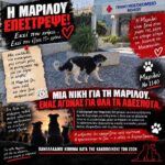 Κακοποίηση ζώων και ακτιβισμός - Η αδέσμευτη φωνή των τετράποδων