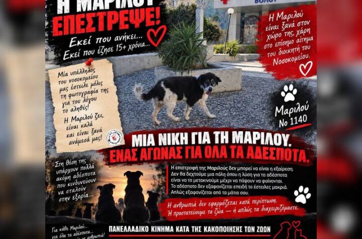 Κακοποίηση ζώων και ακτιβισμός - Η αδέσμευτη φωνή των τετράποδων