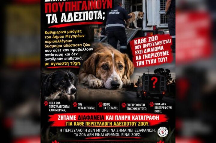 Κακοποίηση ζώων και ακτιβισμός - Η αδέσμευτη φωνή των τετράποδων