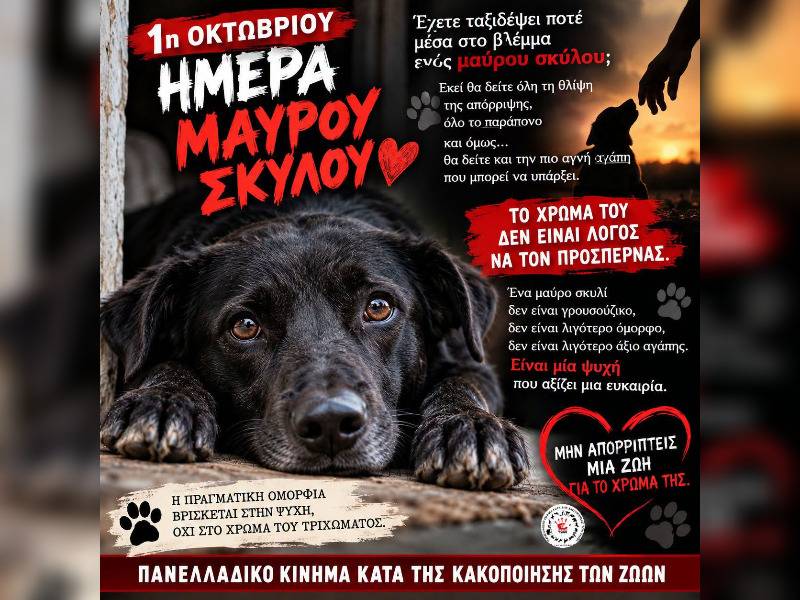 Κακοποίηση ζώων και ακτιβισμός - Η αδέσμευτη φωνή των τετράποδων