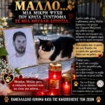Κακοποίηση ζώων και ακτιβισμός - Η αδέσμευτη φωνή των τετράποδων